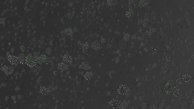 Logran por primera vez que un ADN creado con IA encienda y apague genes en células de mamífero