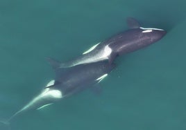 Las ballenas arrancan algas para rascarse la espalda unas a otras
