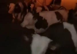 Salvados 110 terneros del incendio de una granja de Huesca