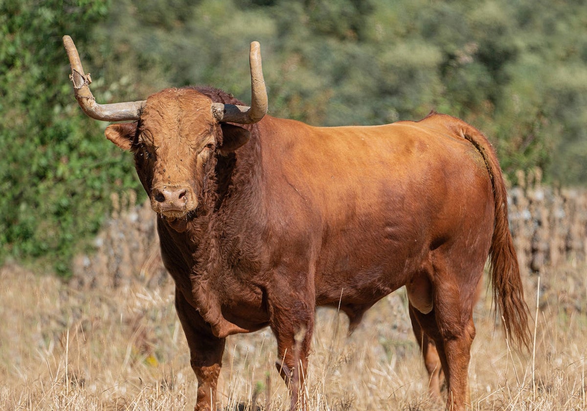 'Portillo', el morlaco que será protagonista del Toro de la Vega 2024