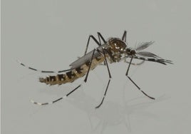 El motivo por el que sueltan miles de mosquitos cada semana para acabar con su plaga