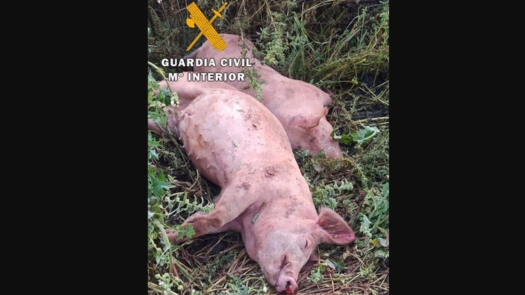 Penas de hasta dos años de cárcel a dos vecinos de Linares que dieron una paliza a tres cerdos de una granja para robarlos