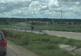 Localizan y sacrifican a la vaca brava que se escapó en las fiestas de Arroyo (Valladolid)