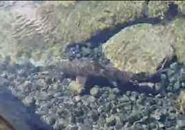 Un tiburón obliga a cerrar una piscina natural en Gran Canaria