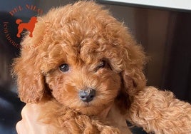 Caniche Toy del Nilo. Amor, familia y genética