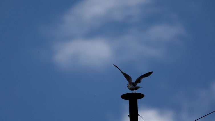 Gaviotas en el alero