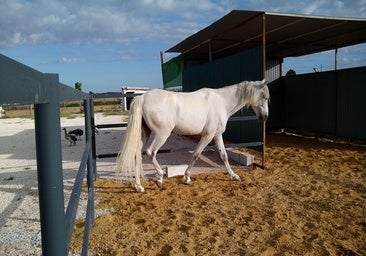 Caballo en el Camping complejo turístico Carlos III de La Carlota (Córdoba)