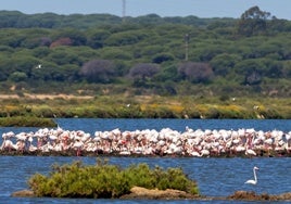 El Paraje Natural Marismas del Odiel luce radiante después de recibir a más de 6.000 parejas de flamencos