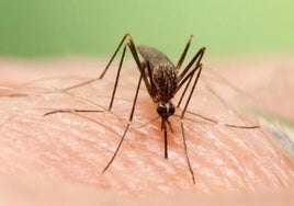 La picadura de un mosquito causa la enfermedad