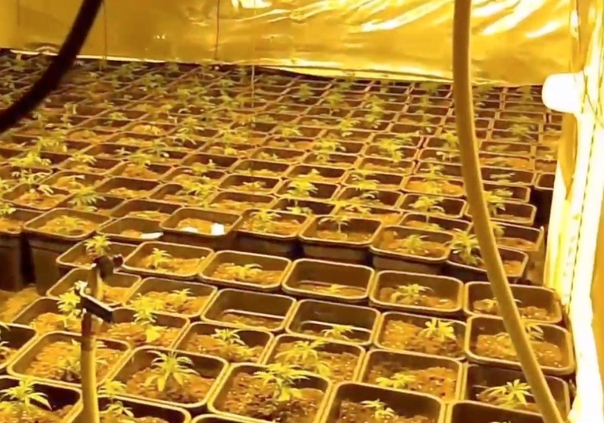 Tres detenidos en los bloques del 'Mopu' de Jerez en un operativo contra las plantaciones de marihuana