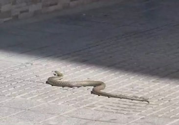 Aparece una serpiente suelta en el barrio de La Laguna de Cádiz que ha causado un gran susto entre los vecinos